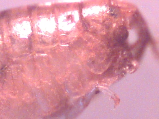Piccoli crostacei raccolti dal Po vicino a Settimo Torinese